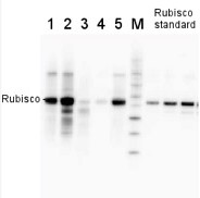 Rubisco quantitation kit (Western blot) in the group Antibodies for Plant/Algal / Photosynthesis / RUBISCO/Carbon metabolism at Agrisera AB (Antibodies for research) (AS09 409)